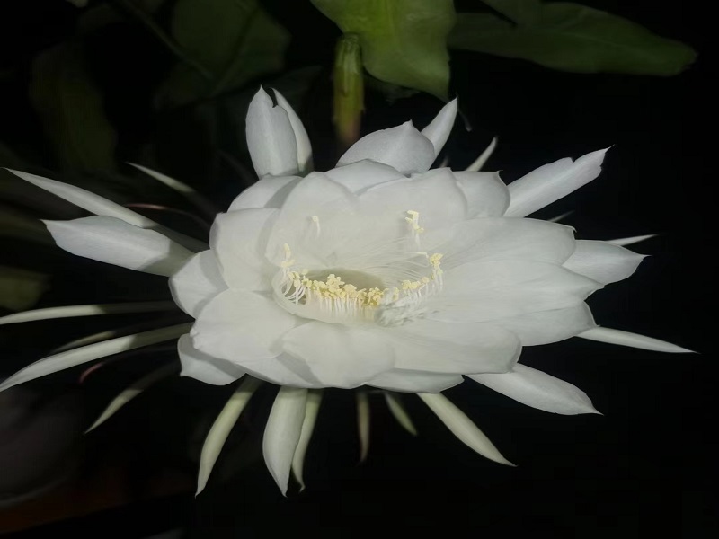 津南区院 赵永辉摄影作品《昙花一现》